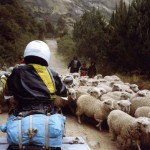 Sheep jam Ecuador